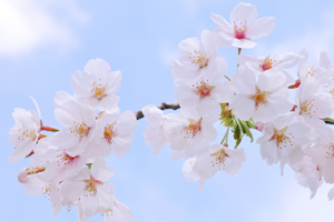 今月のキャンペーン